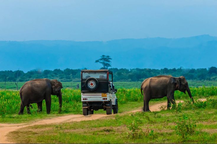Yala Safari